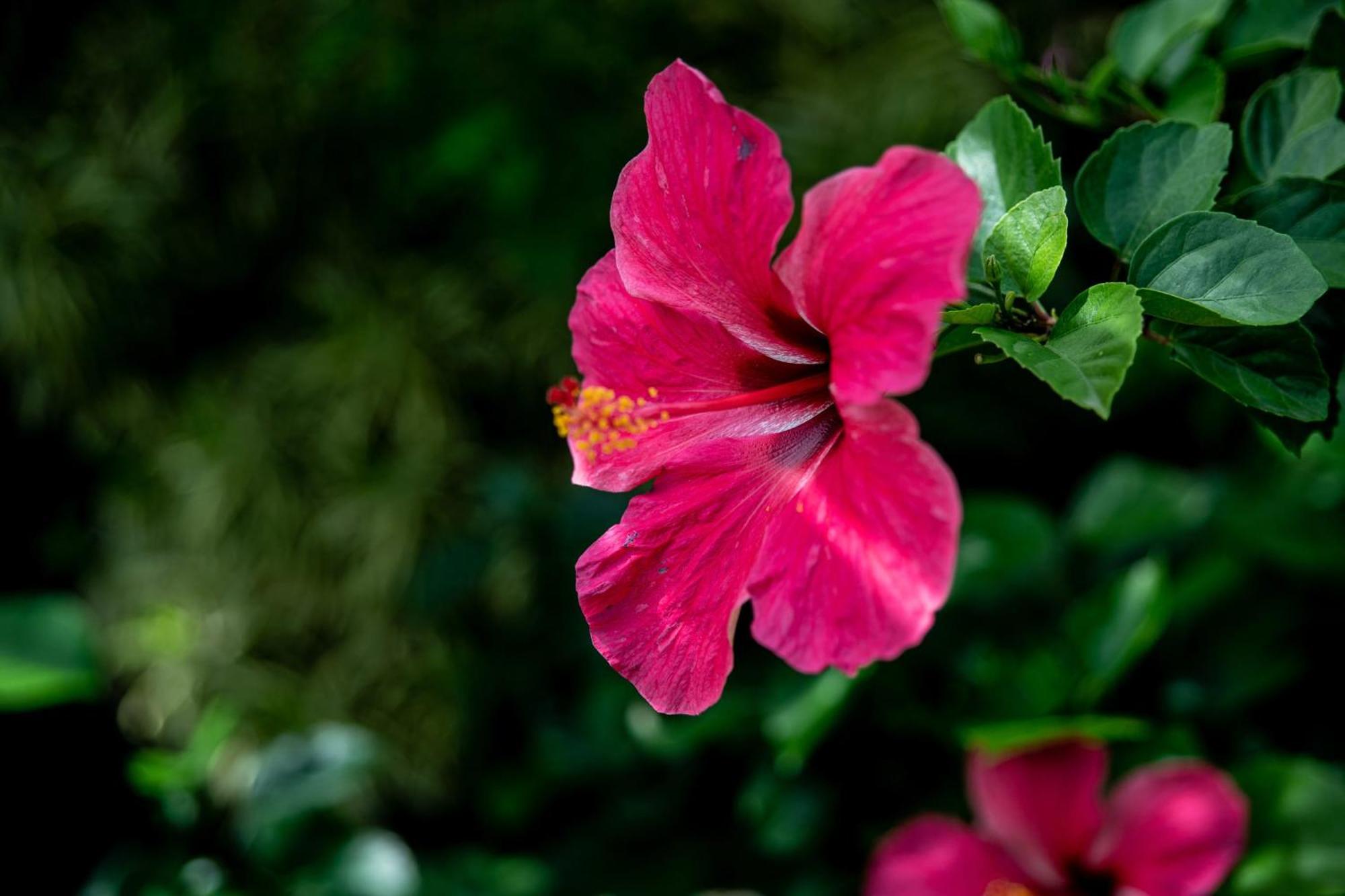 Anse-Bertrand Villa Hibiscus מראה חיצוני תמונה